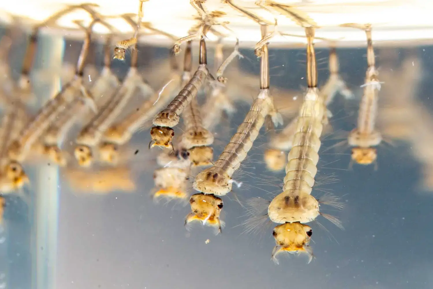 Mosquito larvae