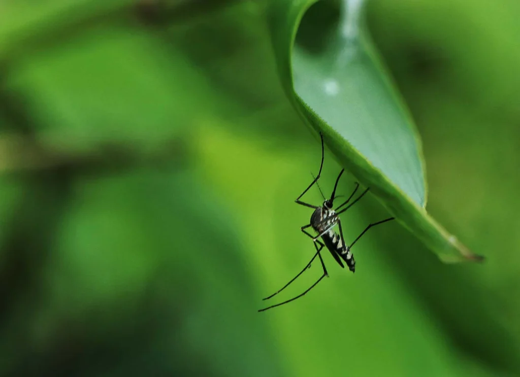 Mosquito on a leaf