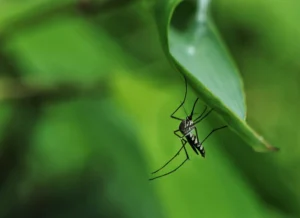 Mosquito on a leaf