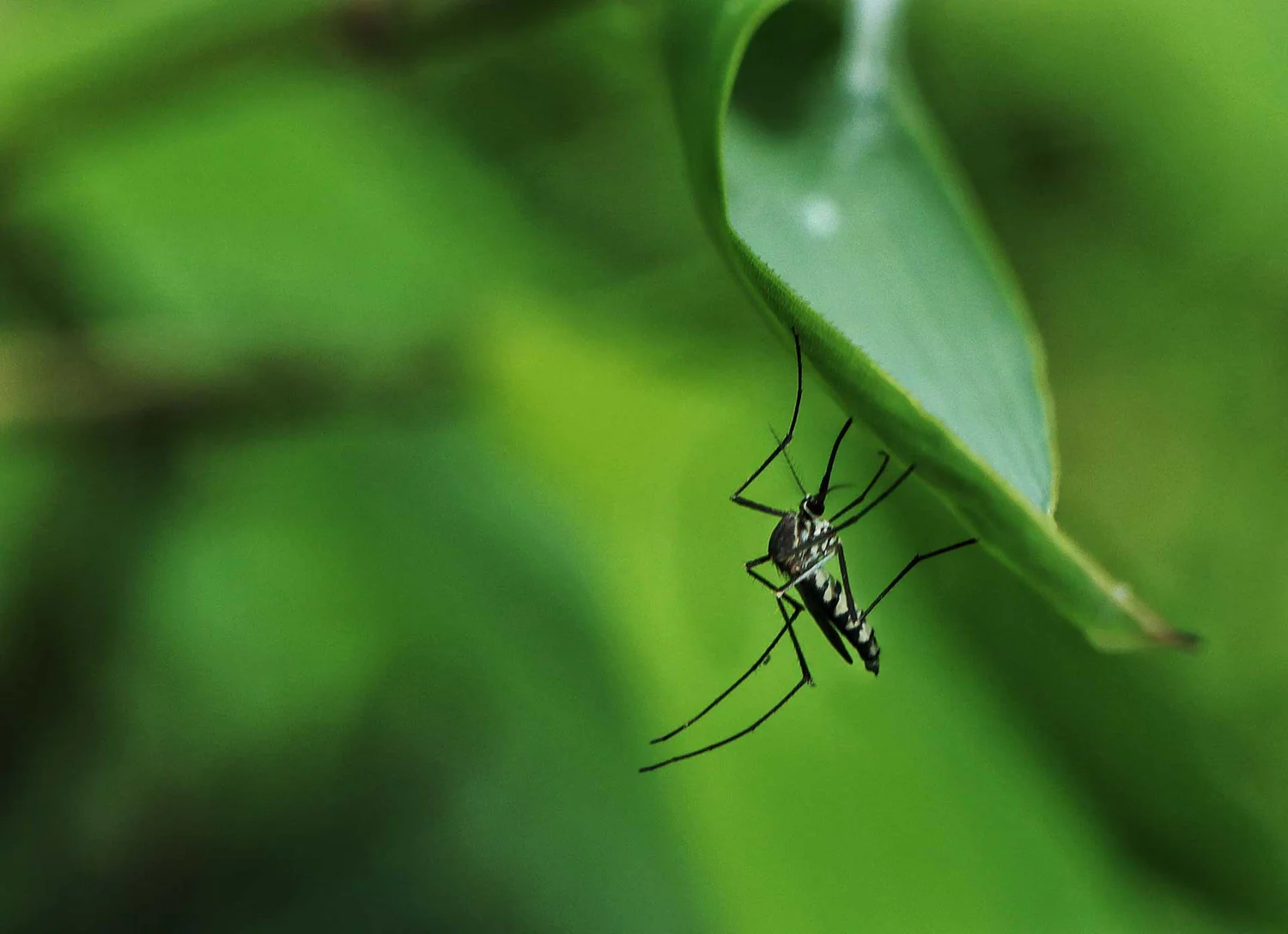 Mosquito on a leaf